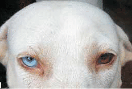 Rajapalayam dog with one sliver eye and one golden eye