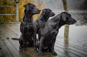 Labradors the most popular dog breed in India