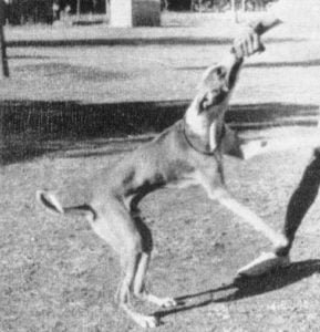 1940 image of a chippiparai dog being trained