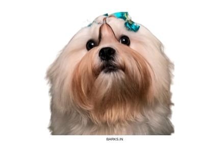 Lhasa Apso Dog. Traits, pictures, detailed information, and more.