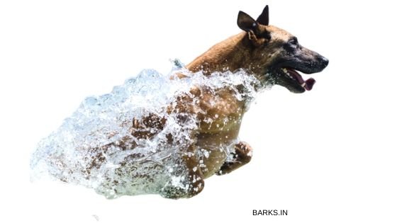 Kombai dog wading through water