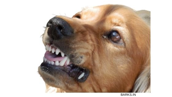 Angry Pariah dog