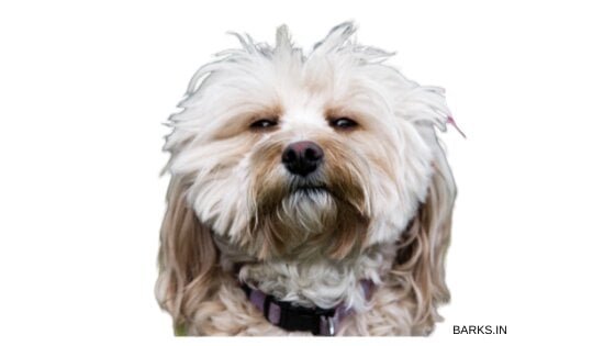 Caring for a Lhasa Apso