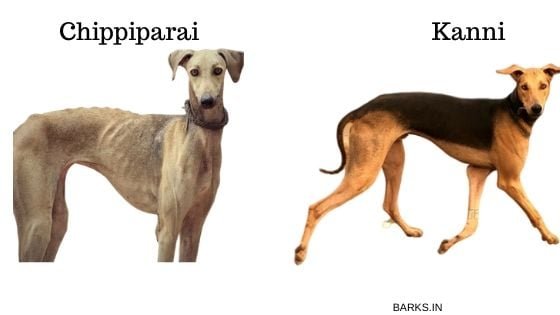 Chippiparai versus Kanni