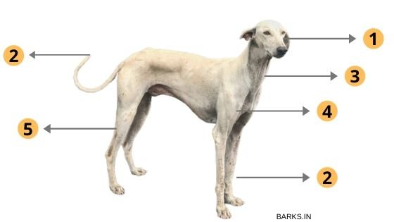 Dog breed standards