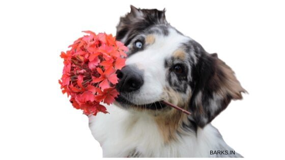 Dog with flowers in its mouth