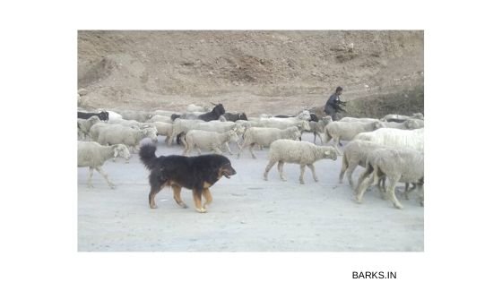 Himalayan sheepdog shepherding
