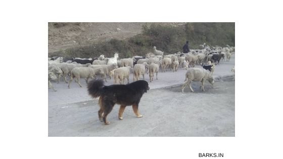 Do-Khyi shepherding