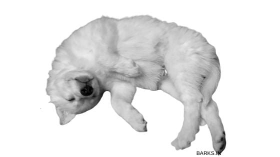 Indian Spitz puppy sleeping