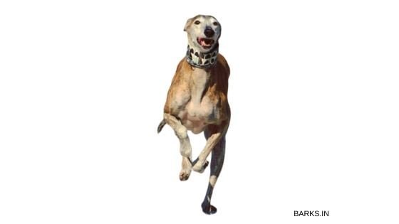 kanni dog running