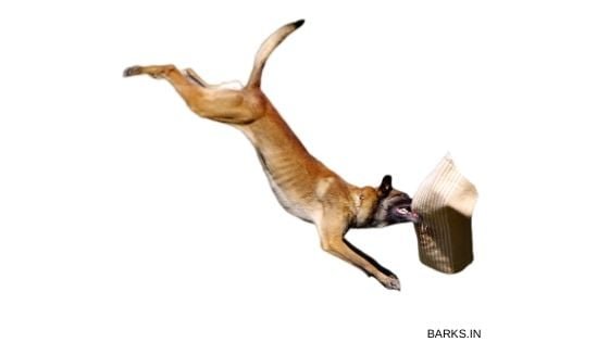 Kombai dog jumping