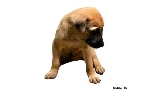 Kombai puppy for sale