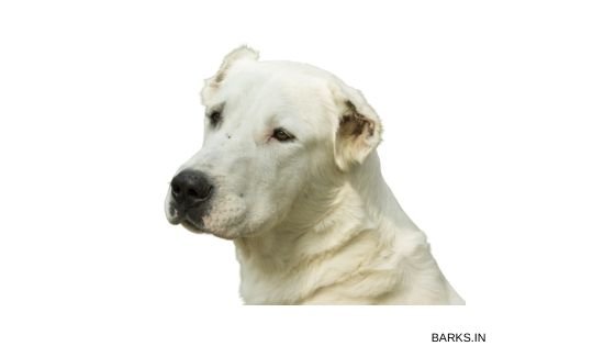 Kuchi dog profile