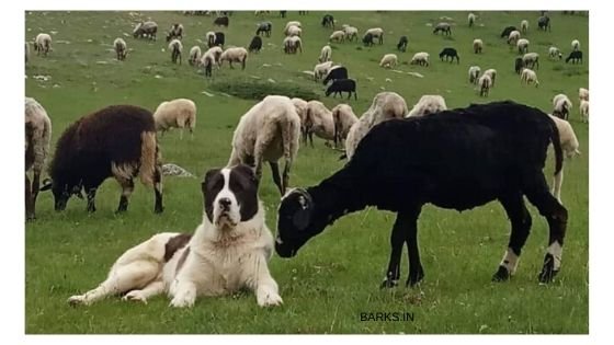 Kuchi dog shepherding