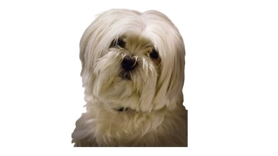 Lhasa Apso with coat