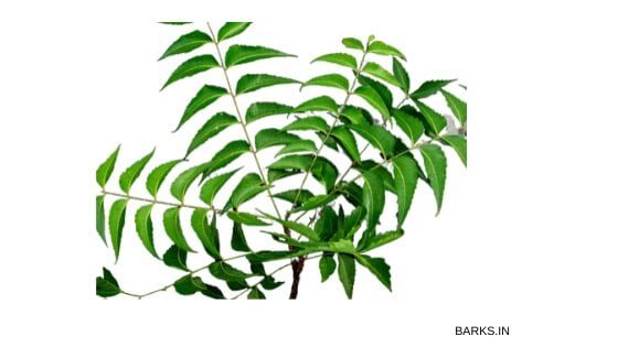Neem leaves for dog tick home remedy