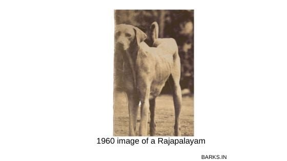 Old image of a Rajapalayam Poligar hound