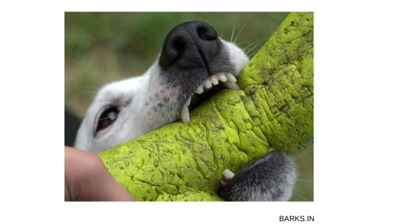 Pariah dog biting