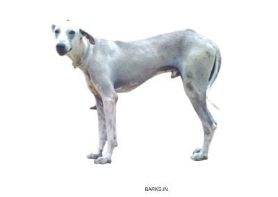 Mandai war dog or ramanathapuram kombai dog