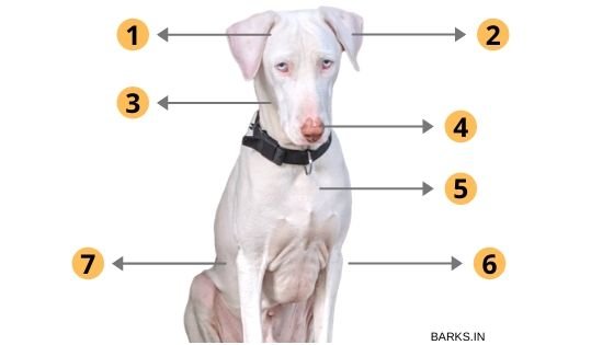 Rajapalayam dog traits
