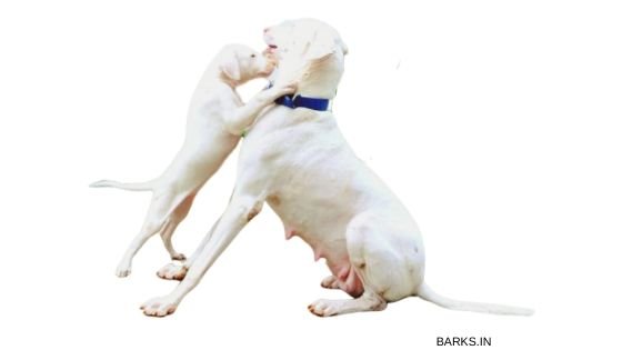 Rajapalayam puppy playing with mom
