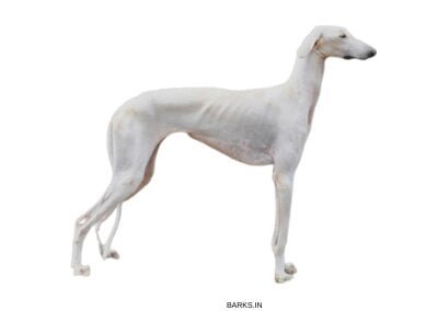 are mudhol hounds free