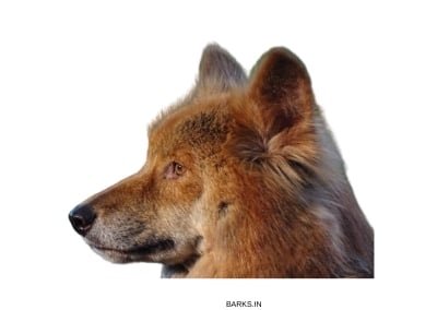 Australian Dingo Profile