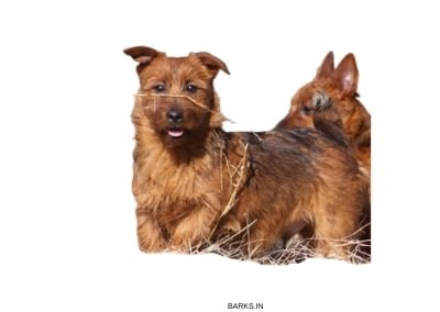 Australian Terrier dogs