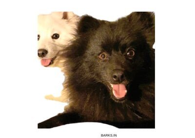 Black and white Indian Spitz