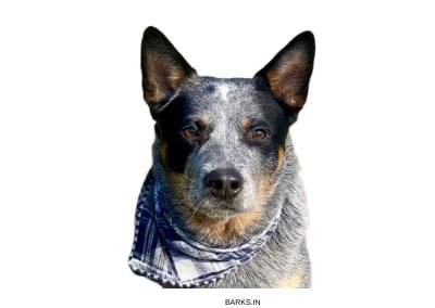 Blue Heeler Ready to attack