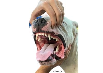 Dogo Argentino Teeth