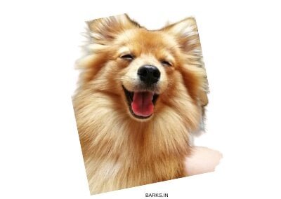 Barks In Pomeranian Price In India Dog Food Cost Vet Cost More