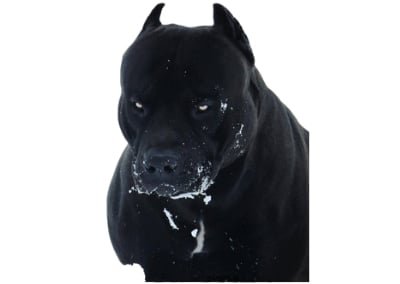 Pitbull Terrier Black