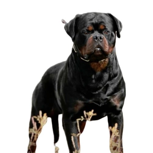 how dangerous are rottweilers