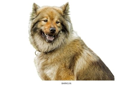 Wolfdog Hybrid Alert