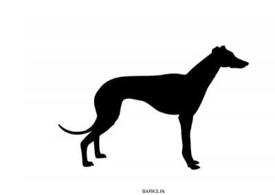 Azawakh Dog Profile
