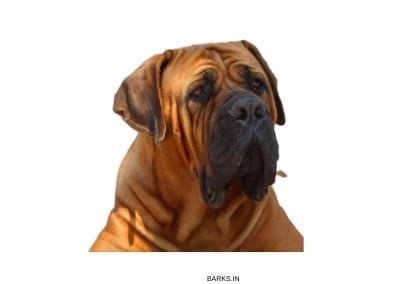 Boerboel Dog