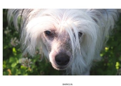 Chinese Crested White