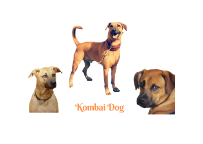 Kombai (Combai) dog. Pictures, traits, and more