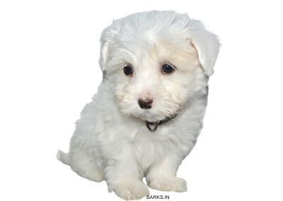 Coton Tulear watching
