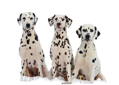 Dalmatian Dogs Sitting
