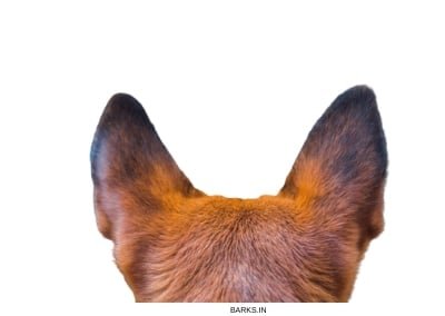 Dog healthy ears