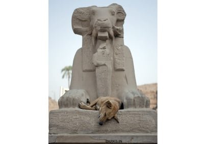 Dog sleeping in Egypt