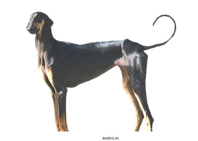 The original Kanni dog of India. Photos included!