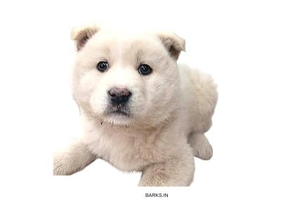 Korean Jindo Puppy
