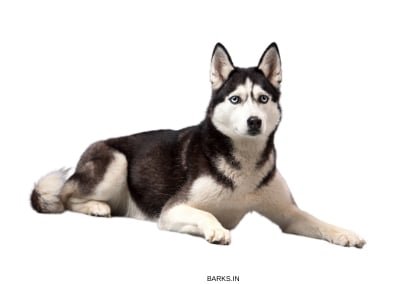 Sakhalin Husky Dog