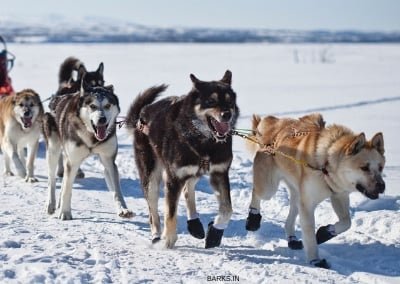 Sakhalin Husky Sled dogs