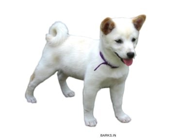 Shiba Inu Puppy white