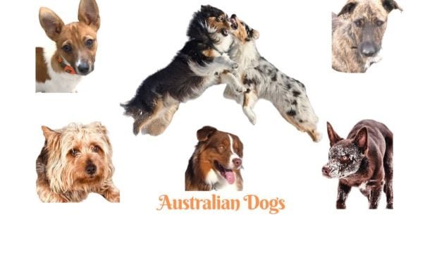 Australian Dog breeds. A comprehensive list of Australian dogs