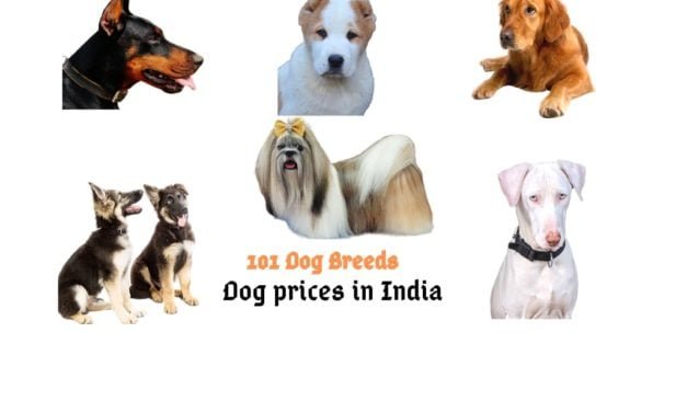 Dog prices in India 2022 (100 dog breeds)